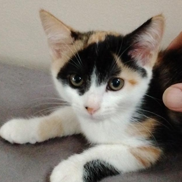 Enlarge Makita, a Adoptable Calico in Oriental , NC image 2/3