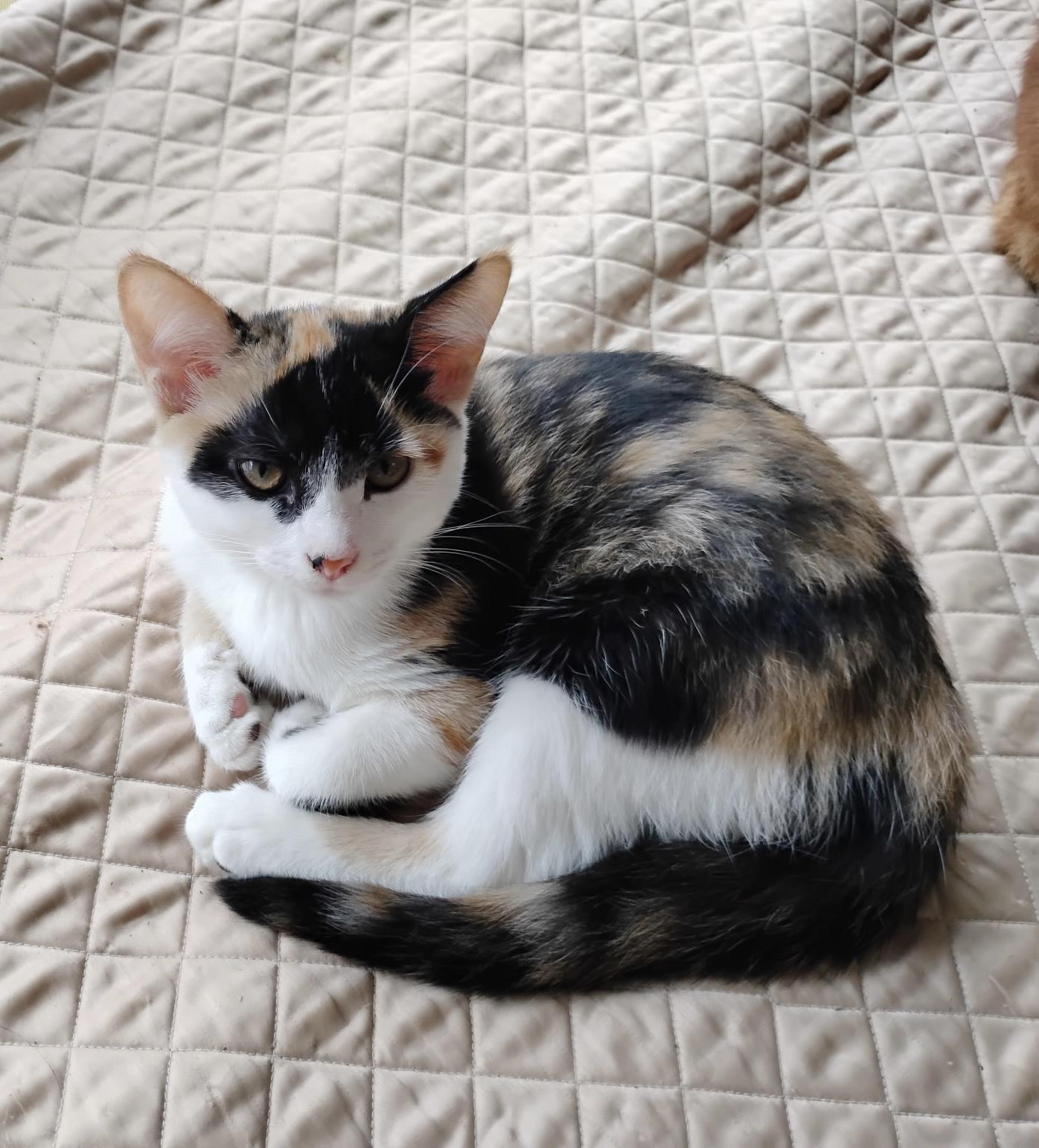 Makita, Adoptable, Kitten Female Calico.