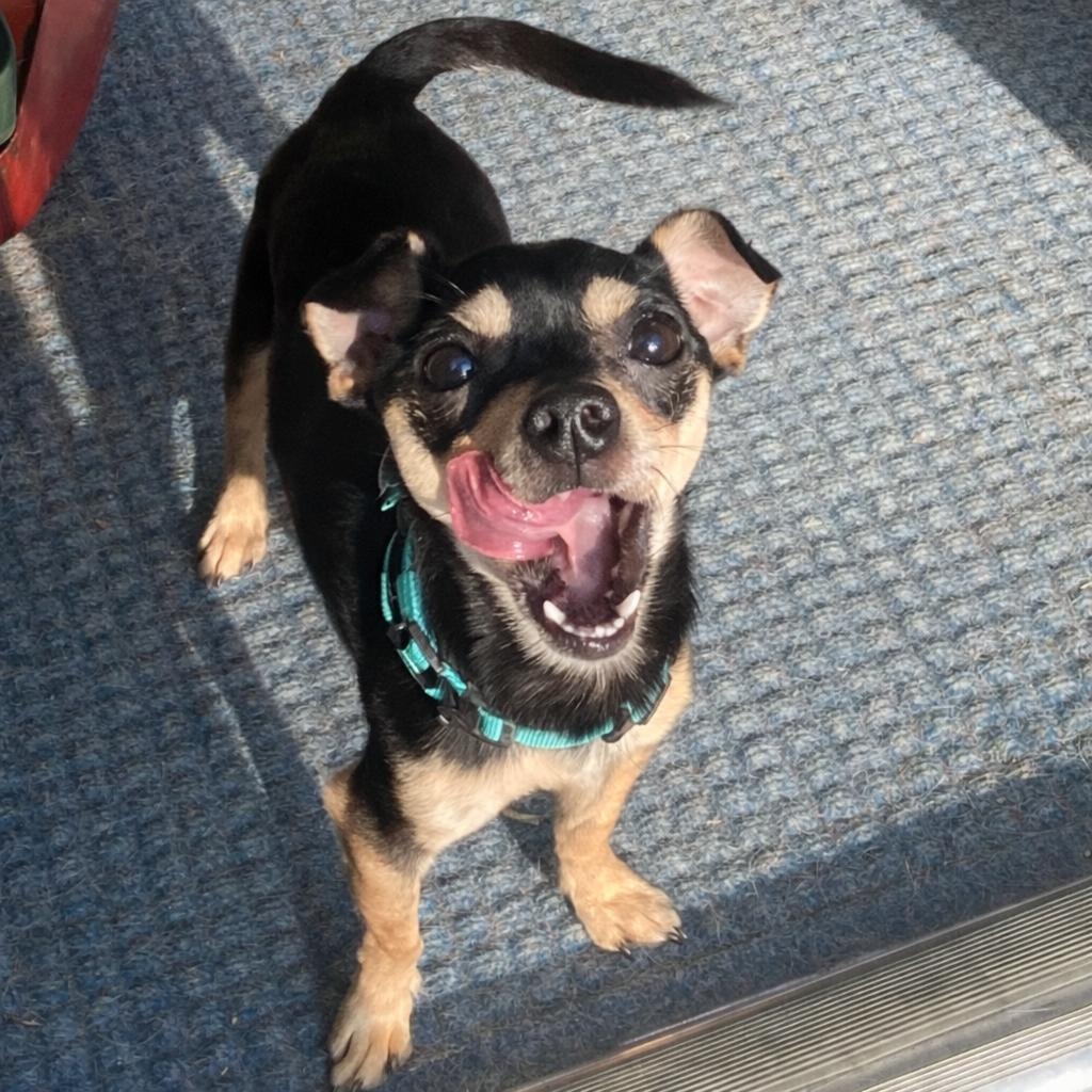 Enlarge Martin , a ADOPTABLE Chihuahua in Richmond, VA image 1/5