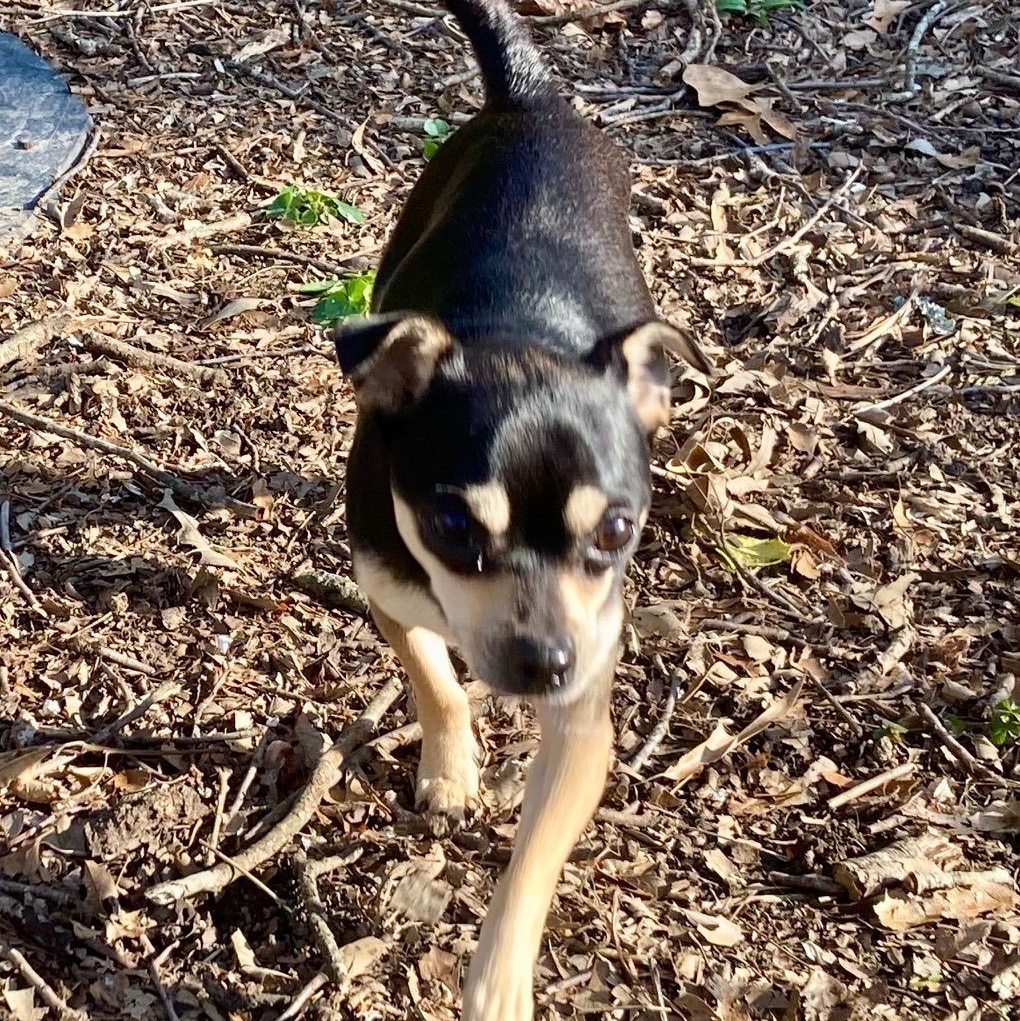Enlarge Martin , a ADOPTABLE Chihuahua in Richmond, VA image 5/5