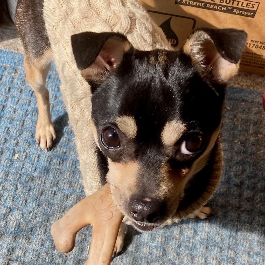 Enlarge Martin , a ADOPTABLE Chihuahua in Richmond, VA image 2/5