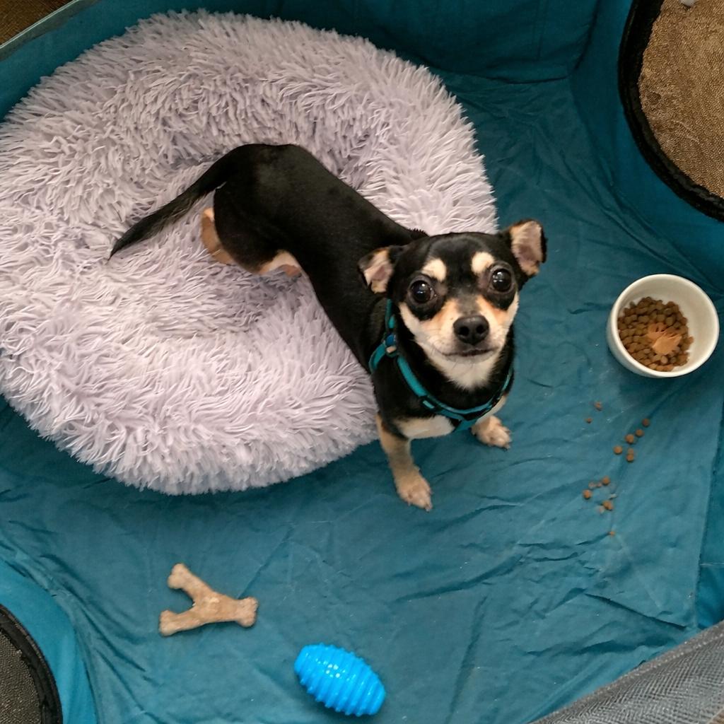 Enlarge Martin , a ADOPTABLE Chihuahua in Richmond, VA image 3/5