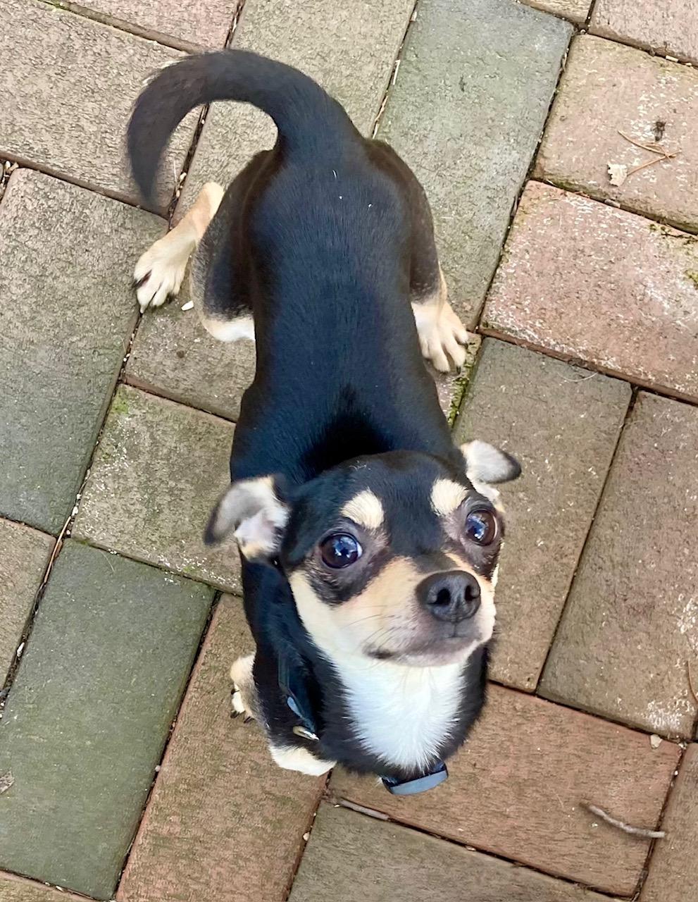 Enlarge Martin , a ADOPTABLE Chihuahua in Richmond, VA image 4/5