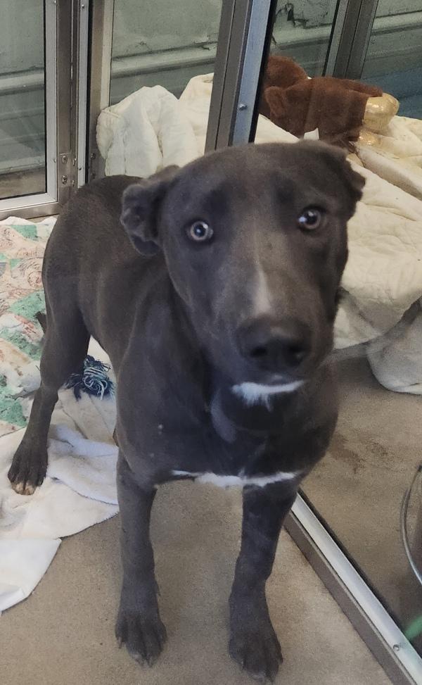 Enlarge Armor, a Adoptable mixed breed in Cleveland, TN image 1/2