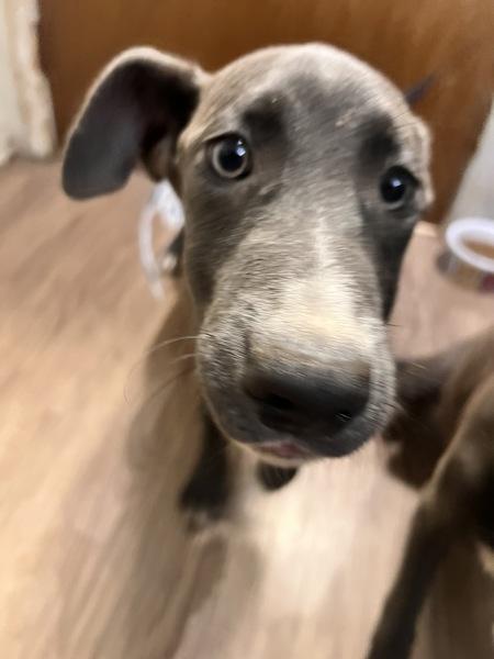 Enlarge Armor, a Adoptable mixed breed in Cleveland, TN image 2/2