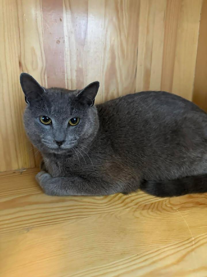Enlarge Rascal, a ADOPTABLE Domestic Medium Hair in Wilmington, NC image 1/1