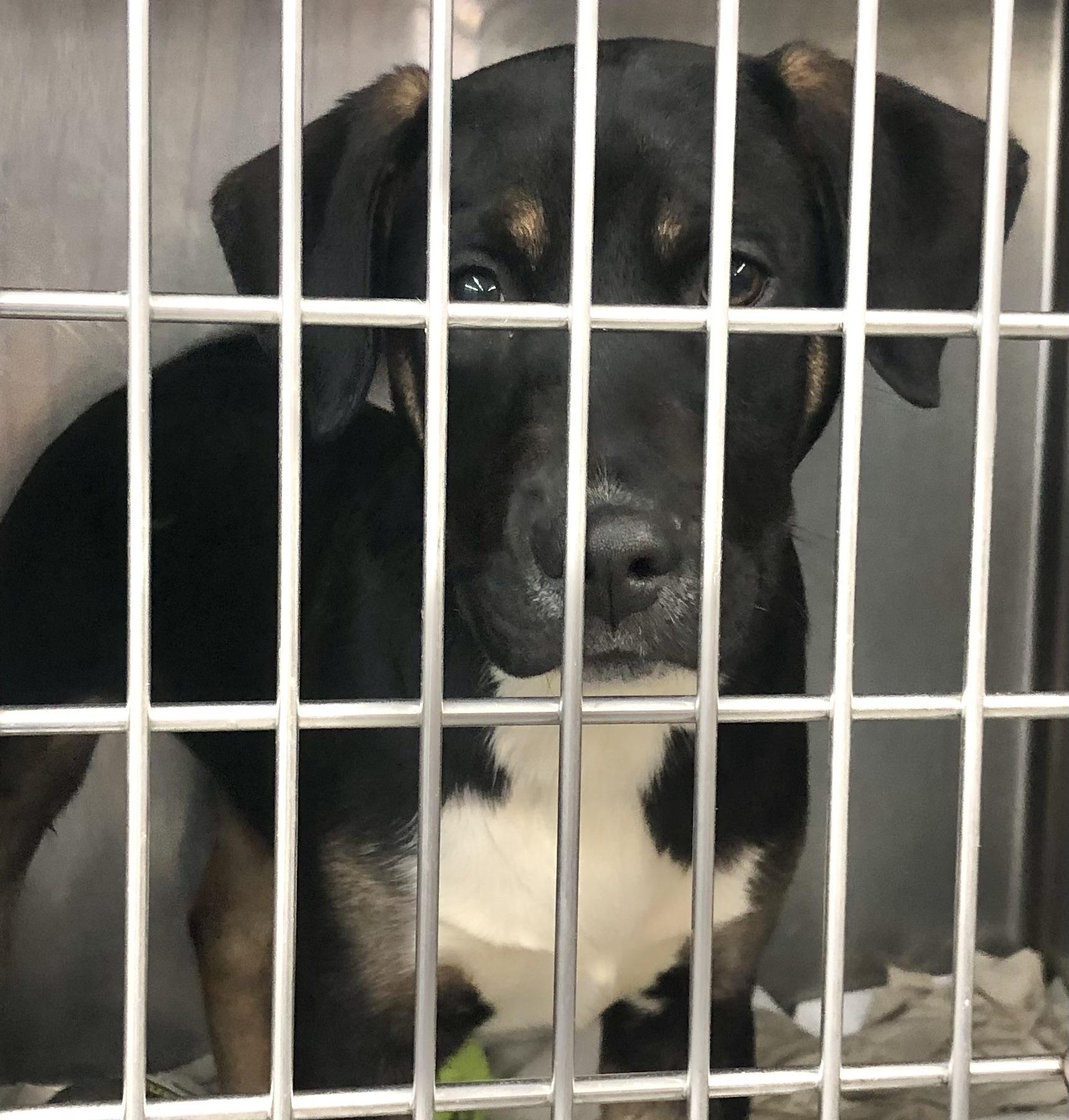 Enlarge Fez, an adopted mixed breed in Parma, OH image 1/1