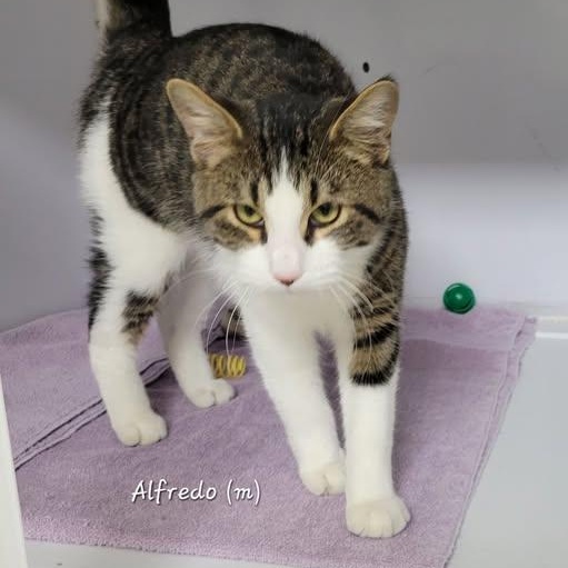 Enlarge Alfredo, a ADOPTABLE Domestic Short Hair in Mazon, IL image 1/1