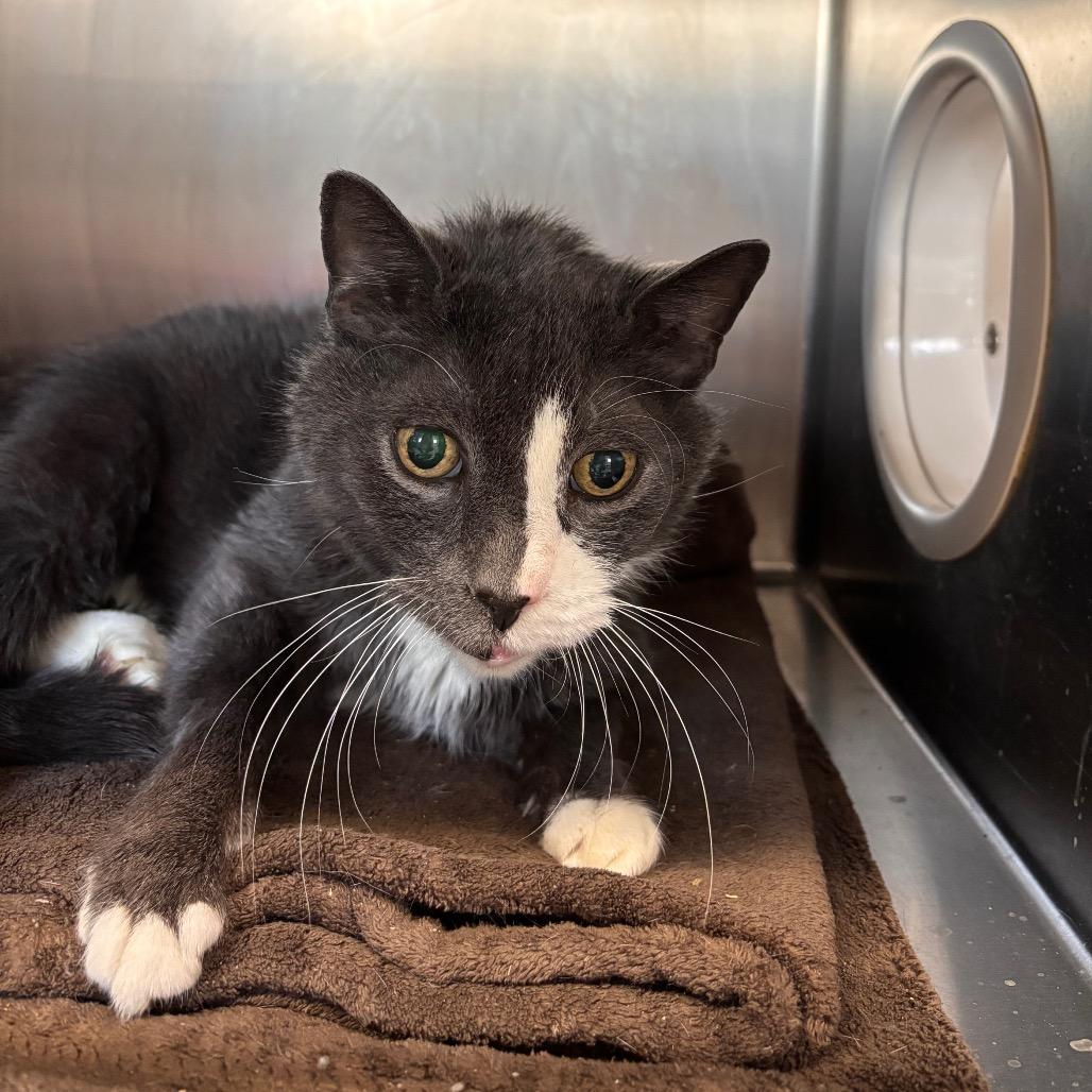 Thor 2 — thumbnail 2