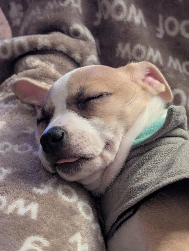 Camille, Adoptable, Young Female Terrier & Chihuahua.