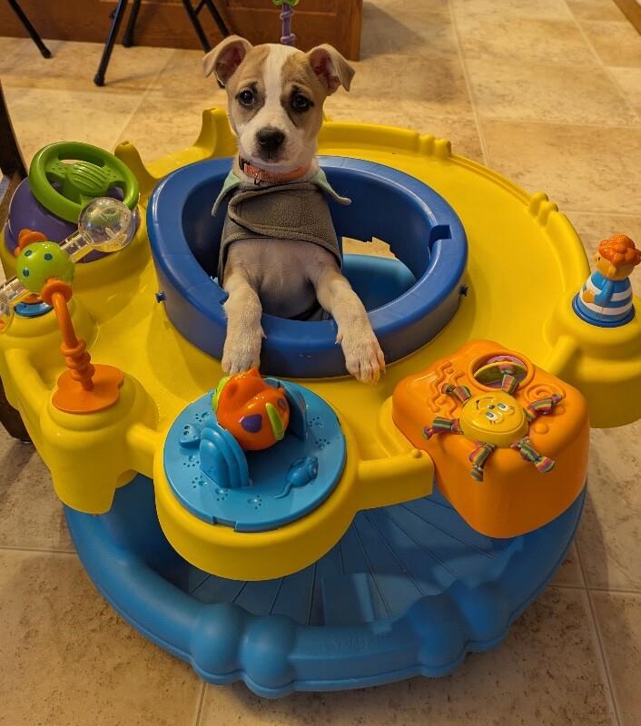 Camille, a Adoptable mixed breed in Alma, WI image 2/6