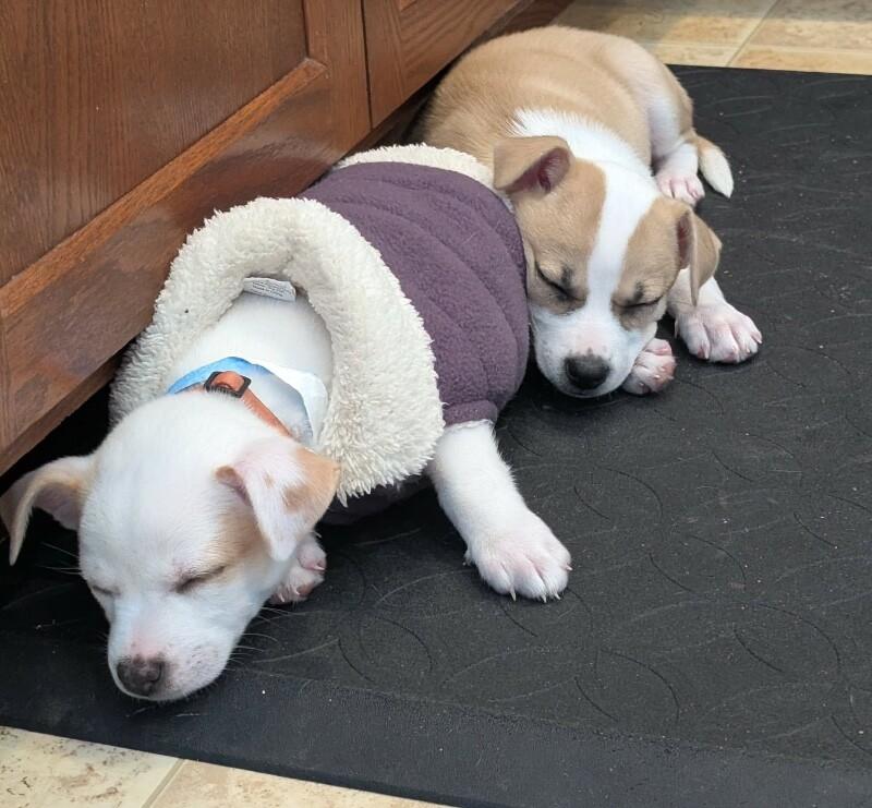 Camille, a Adoptable mixed breed in Alma, WI image 3/6