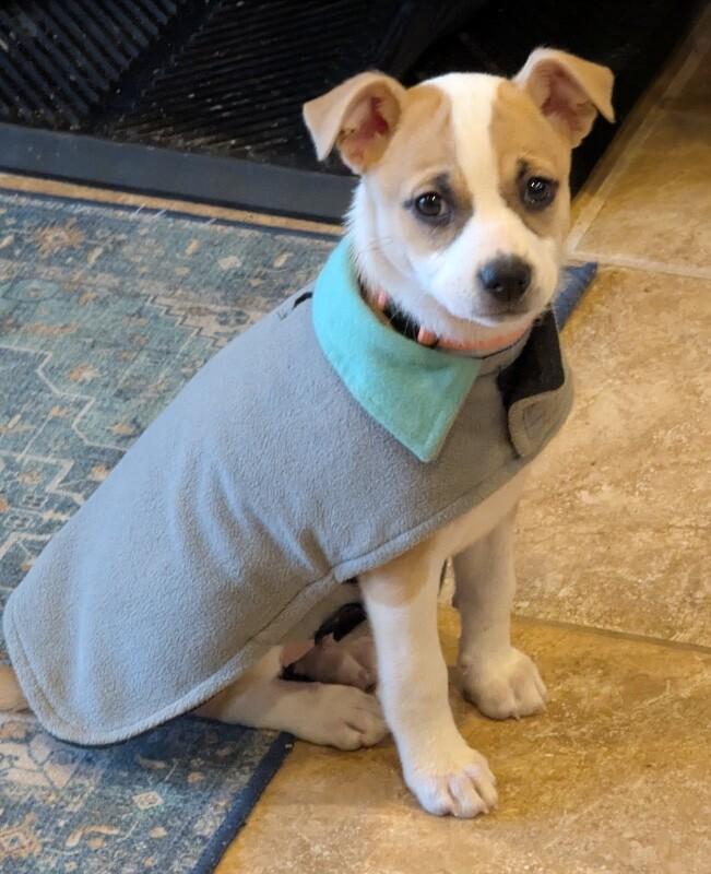 Camille, a Adoptable mixed breed in Alma, WI image 4/6