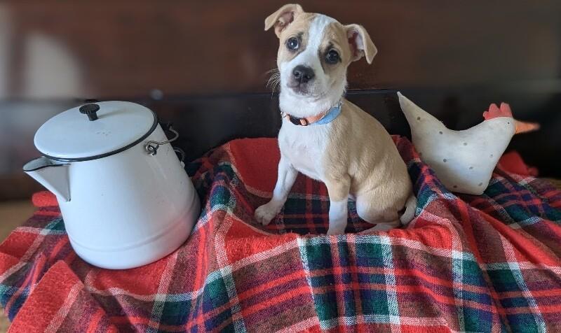 Camille, a Adoptable mixed breed in Alma, WI image 5/6