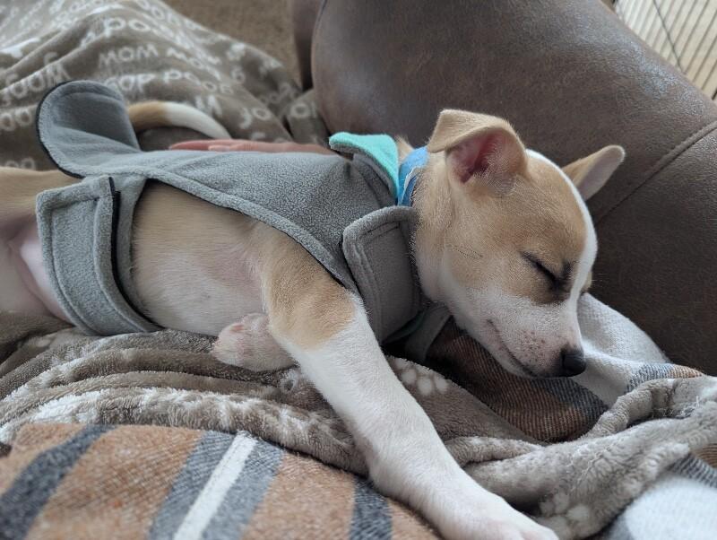 Camille, a Adoptable mixed breed in Alma, WI image 6/6