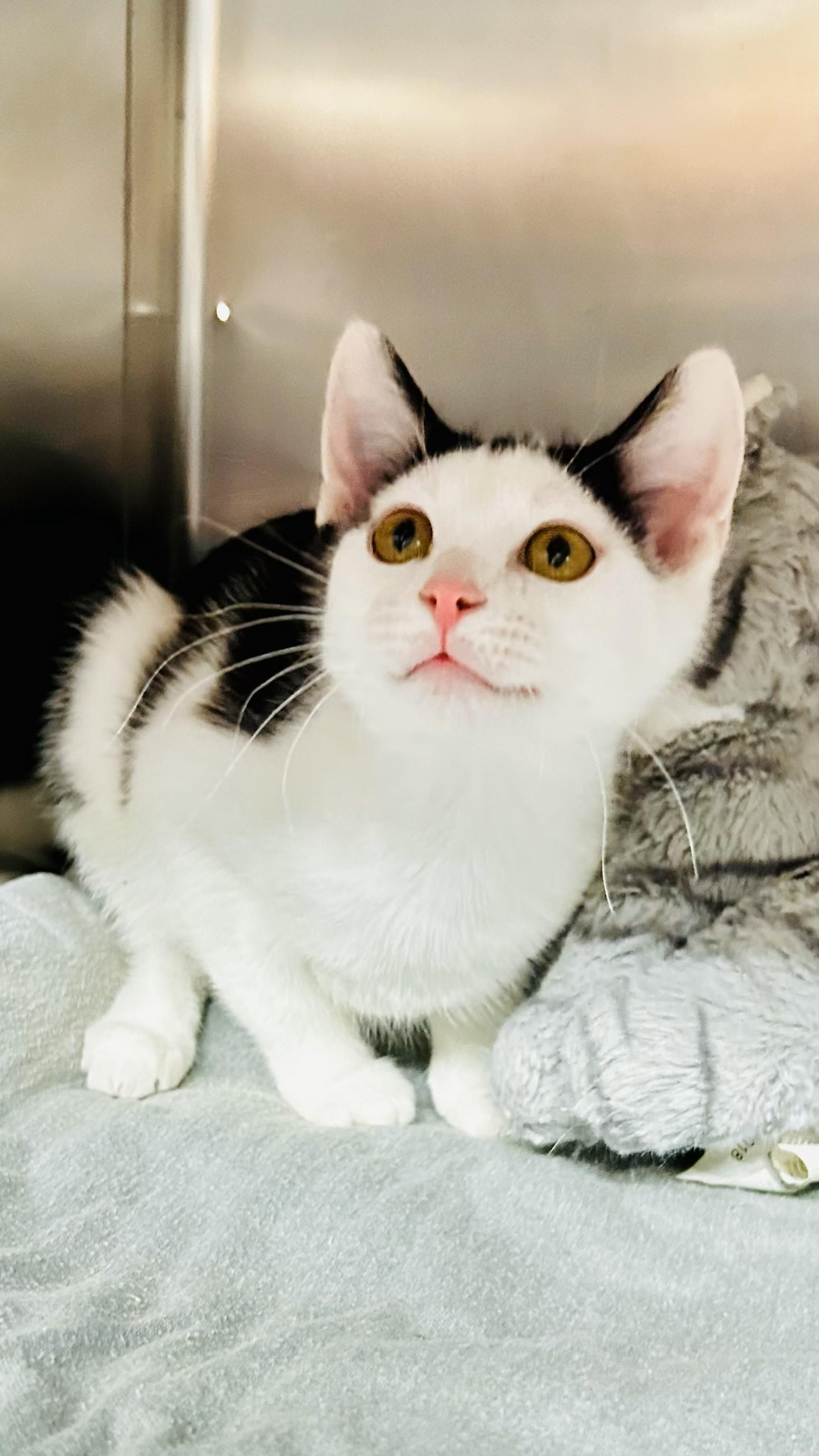 Enlarge Comet, an adopted Domestic Short Hair in Crestwood, MO image 2/3