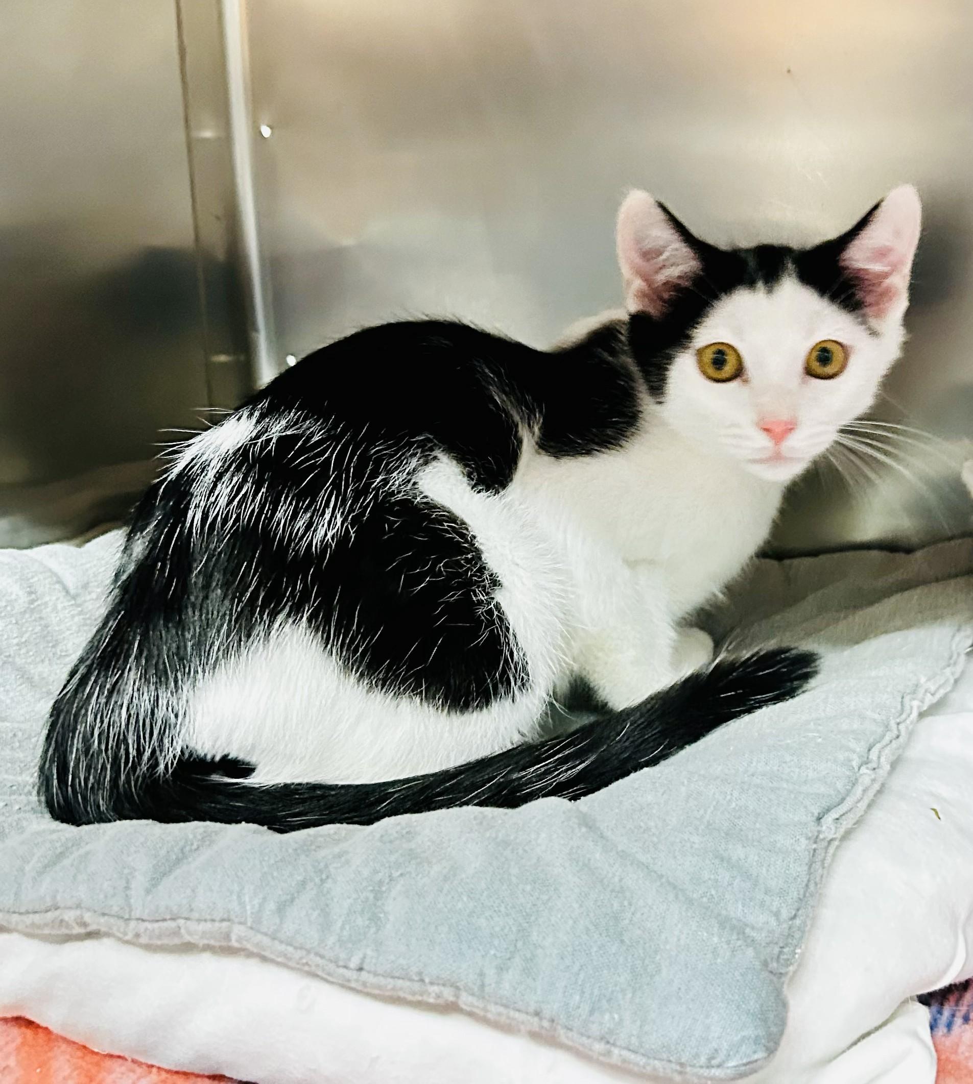 Enlarge Comet, an adopted Domestic Short Hair in Crestwood, MO image 3/3