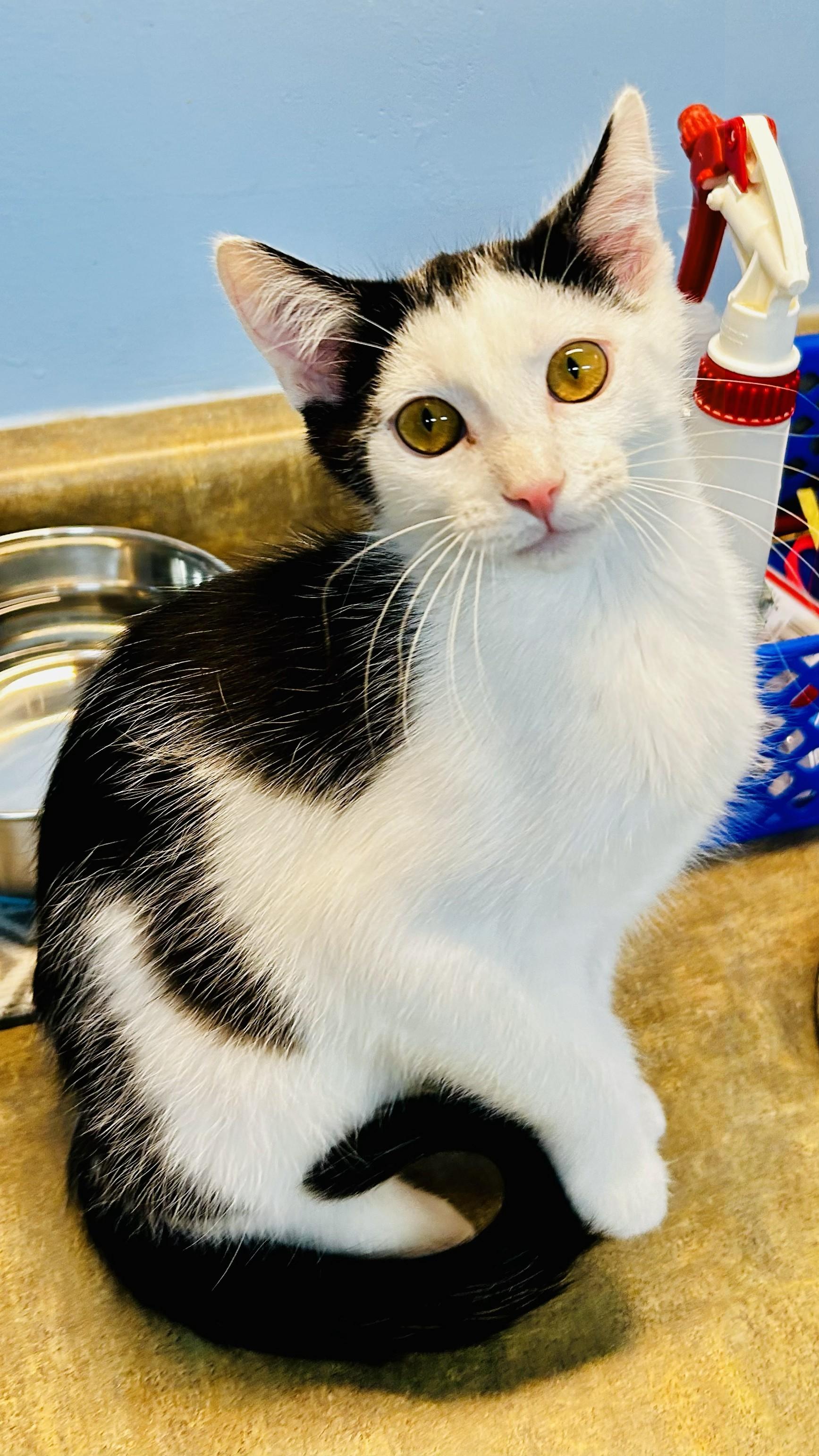 Comet, adopted, Kitten Male Domestic Short Hair.