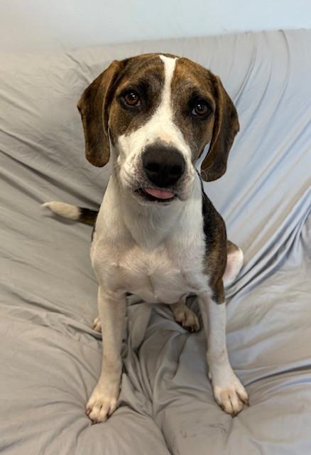 Enlarge FRIZZLE, a Adoptable mixed breed in Brunswick, GA image 2/3