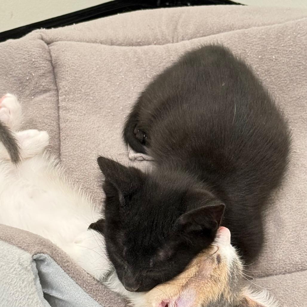 Uni, Adoptable, Kitten Male Domestic Short Hair.