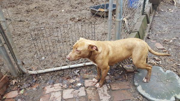 Enlarge Merry Lee, a Adoptable mixed breed in Douglasville, GA image 1/3