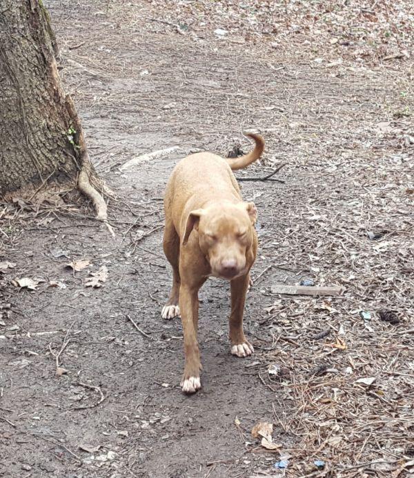Enlarge Merry Lee, a Adoptable mixed breed in Douglasville, GA image 2/3