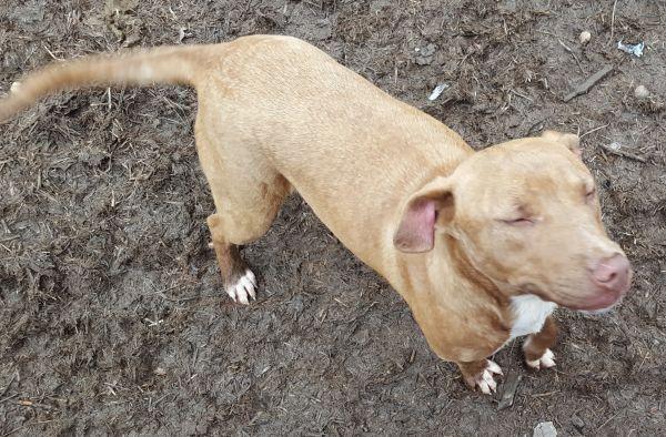 Enlarge Merry Lee, a Adoptable mixed breed in Douglasville, GA image 3/3