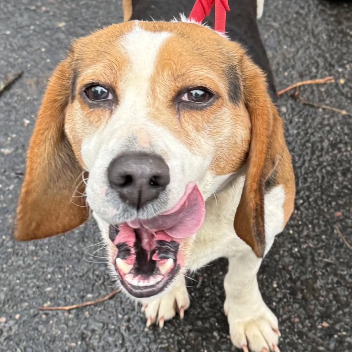 Enlarge Randy , a Adoptable Beagle in HANSON, MA image 2/2