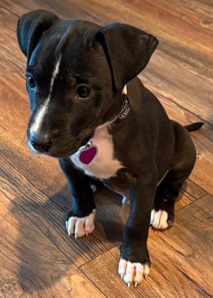 Riley, Adopted, Young Male Mixed Breed.