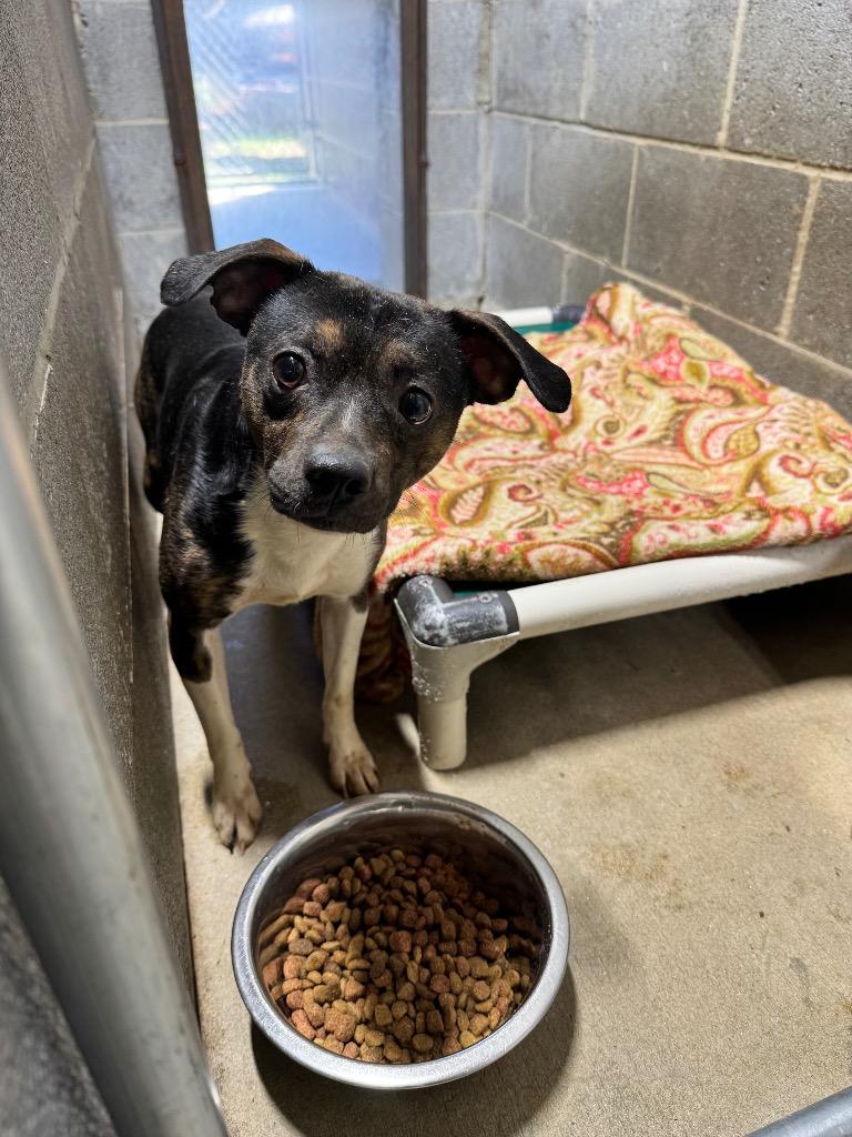 Enlarge Port, a Adopted mixed breed in Shelbyville, TN image 1/1