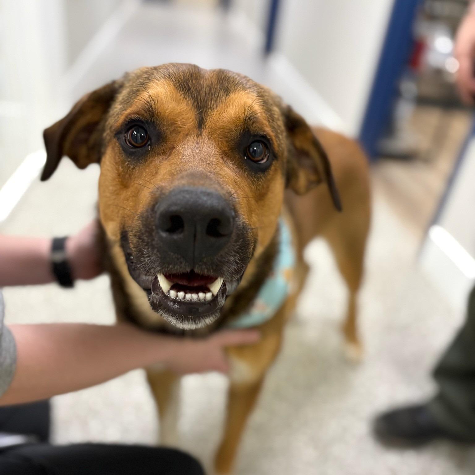 Steph, adopted, Adult Male German Shepherd Dog.