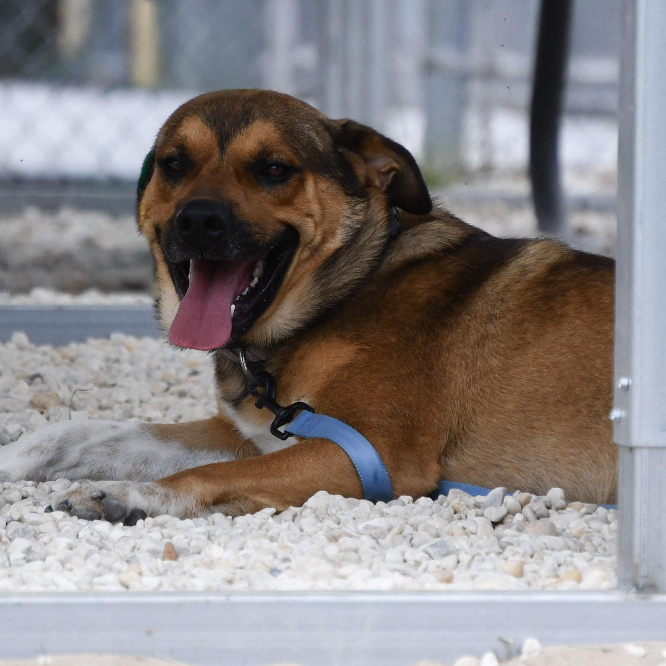 Enlarge Steph, an adopted mixed breed in Defuniak Springs, FL image 3/3