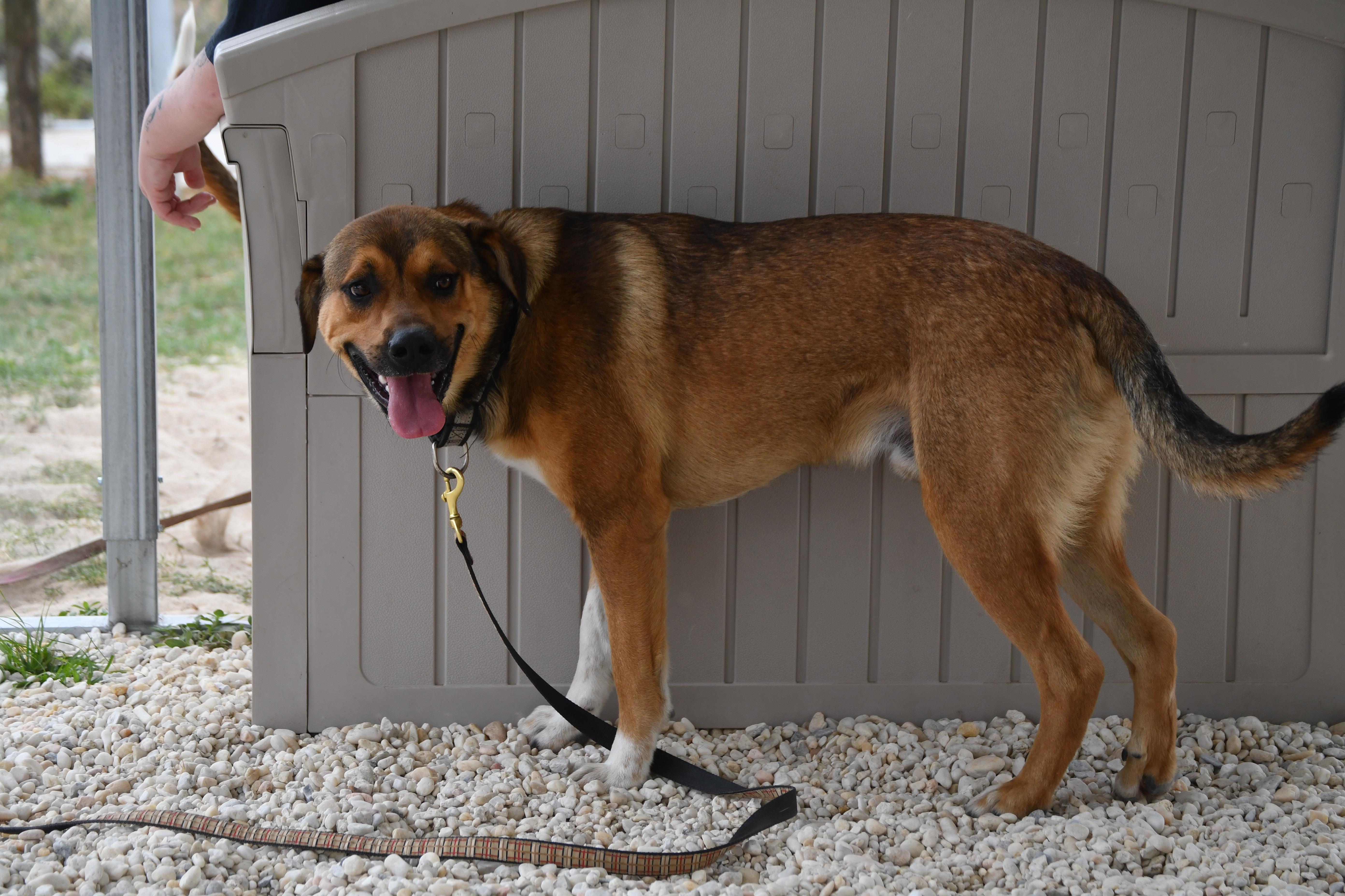 Enlarge Steph, an adopted mixed breed in Defuniak Springs, FL image 2/3