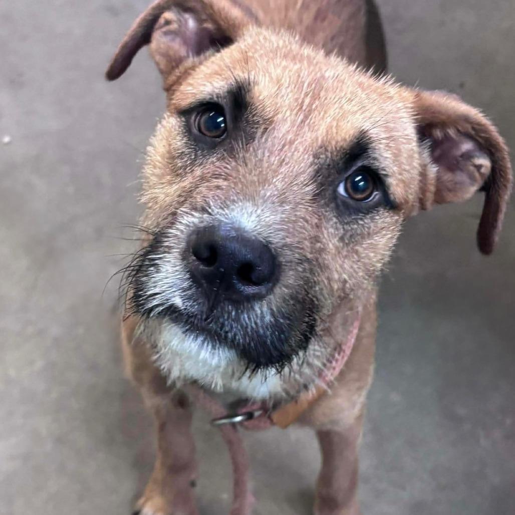 CT Nugget, Adoptable, Young Male Mountain Cur & Terrier.