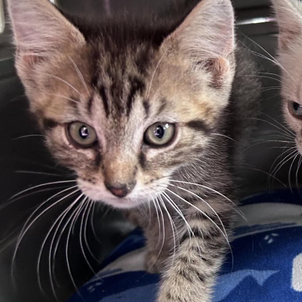 Louie, Adoptable, Kitten Male Domestic Short Hair.