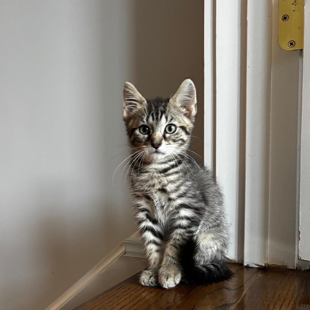 Louie, a Adoptable Domestic Short Hair in Charlottesville, VA image 2/4