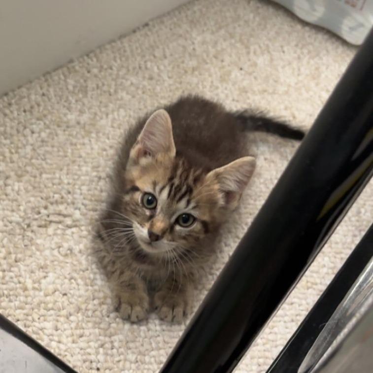 Louie, a Adoptable Domestic Short Hair in Charlottesville, VA image 3/4
