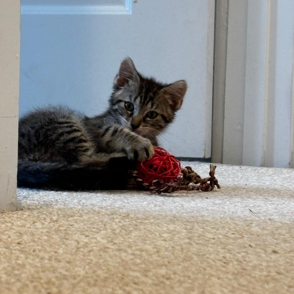 Louie, a Adoptable Domestic Short Hair in Charlottesville, VA image 4/4