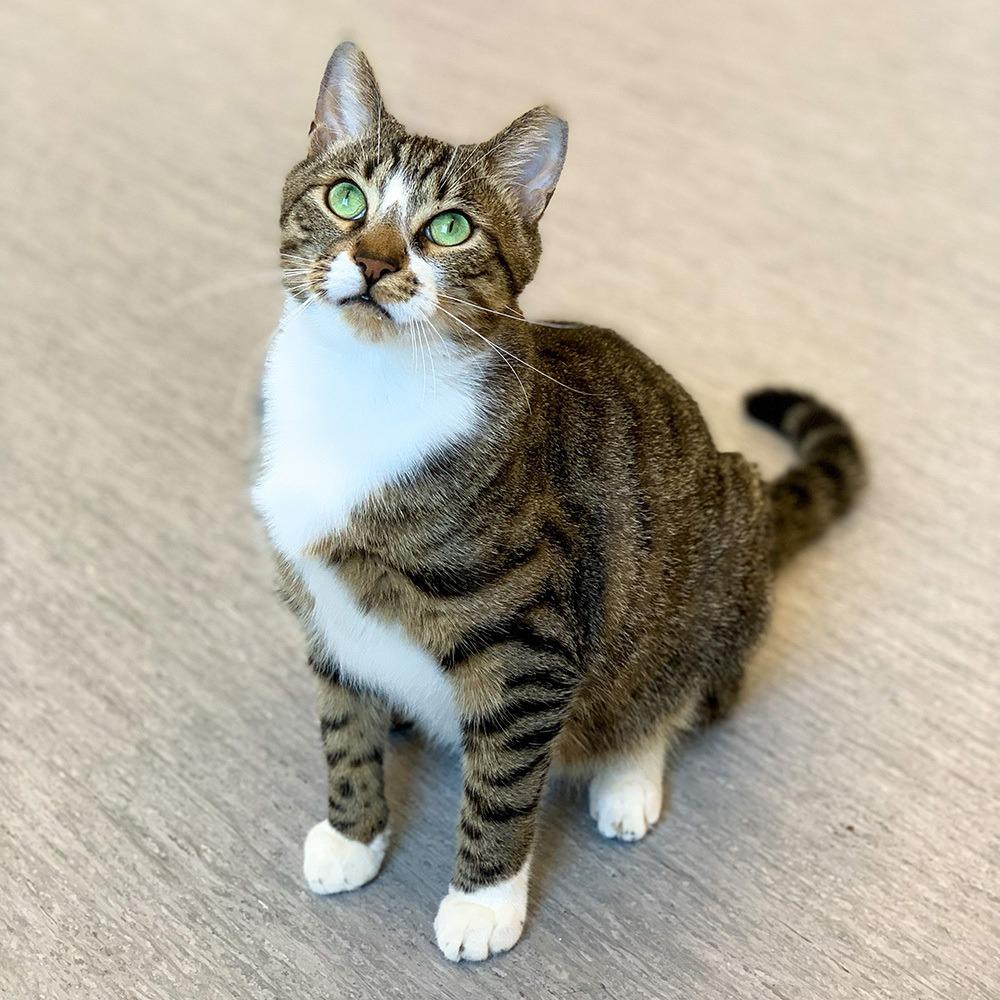 BF3835 Mike-Ie, Adoptable, Adult Male Domestic Short Hair.
