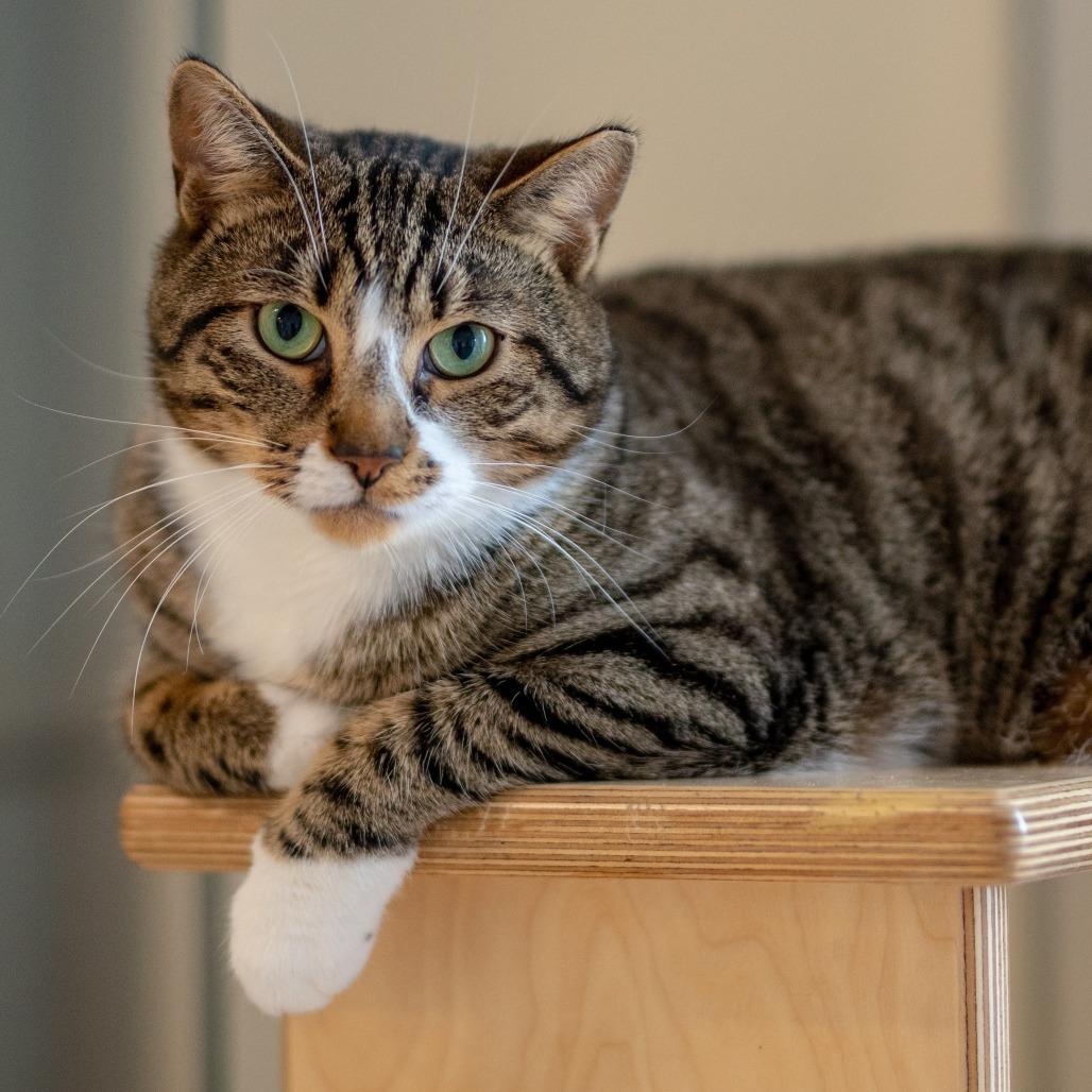 Enlarge BF3835 Mike-Ie, a Adoptable Domestic Short Hair in Port Washington, NY image 2/2
