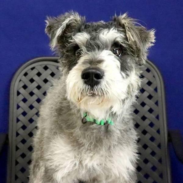 Enlarge Snoopy, a Adoptable mixed breed in Fort Davis, TX image 1/2