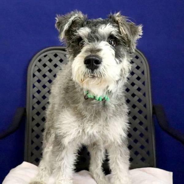 Enlarge Snoopy, a Adoptable mixed breed in Fort Davis, TX image 2/2