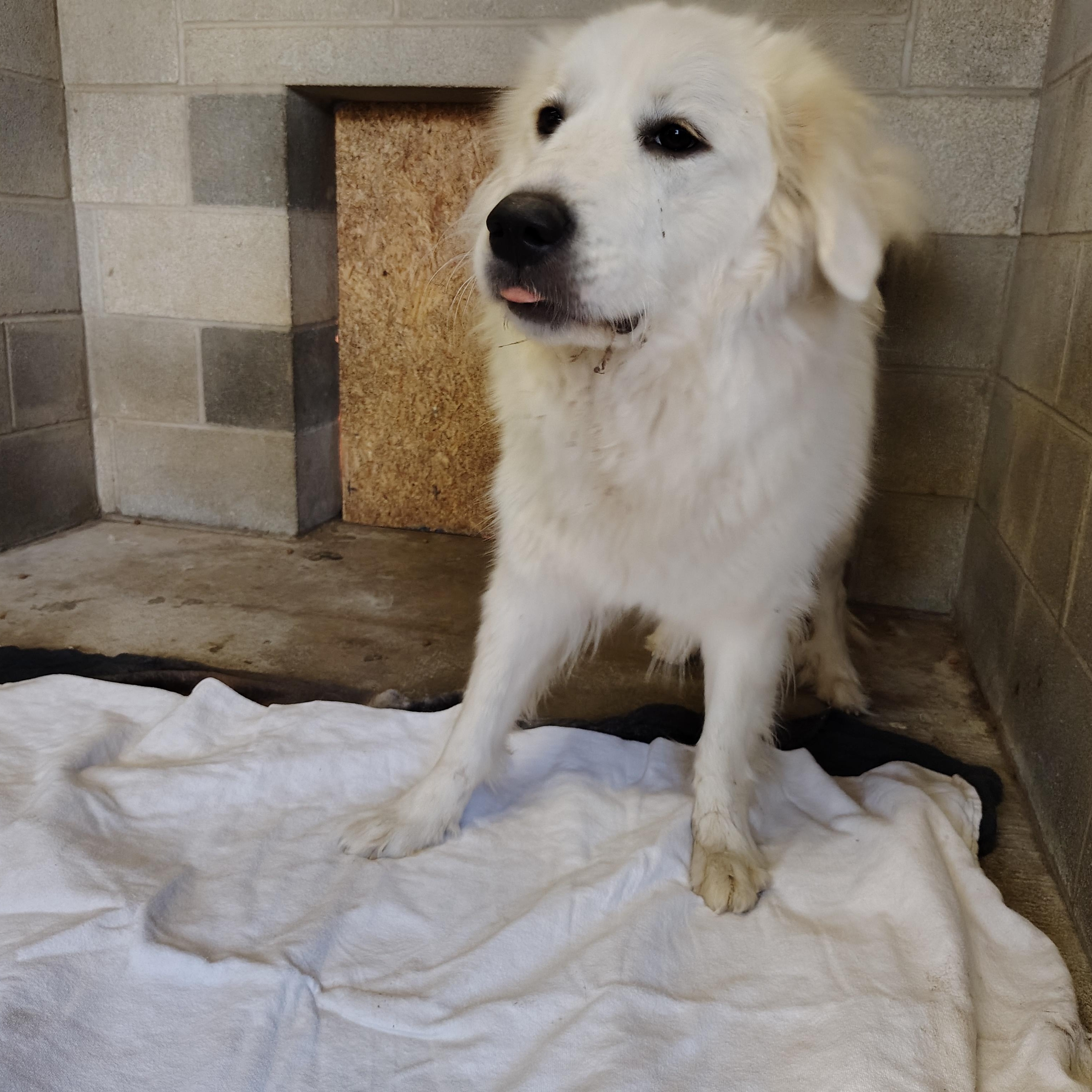 Beauty N Beastie Boy, a Adoptable Great Pyrenees in Oldtown, MD image 5/5