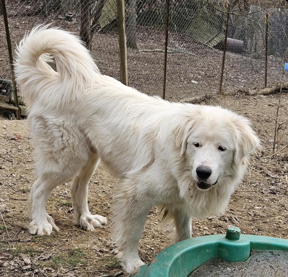 Beauty N Beastie Boy, a Adoptable Great Pyrenees in Oldtown, MD image 4/5