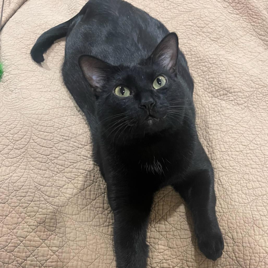 Joel, a Adoptable Domestic Short Hair in Leander, TX image 1/6