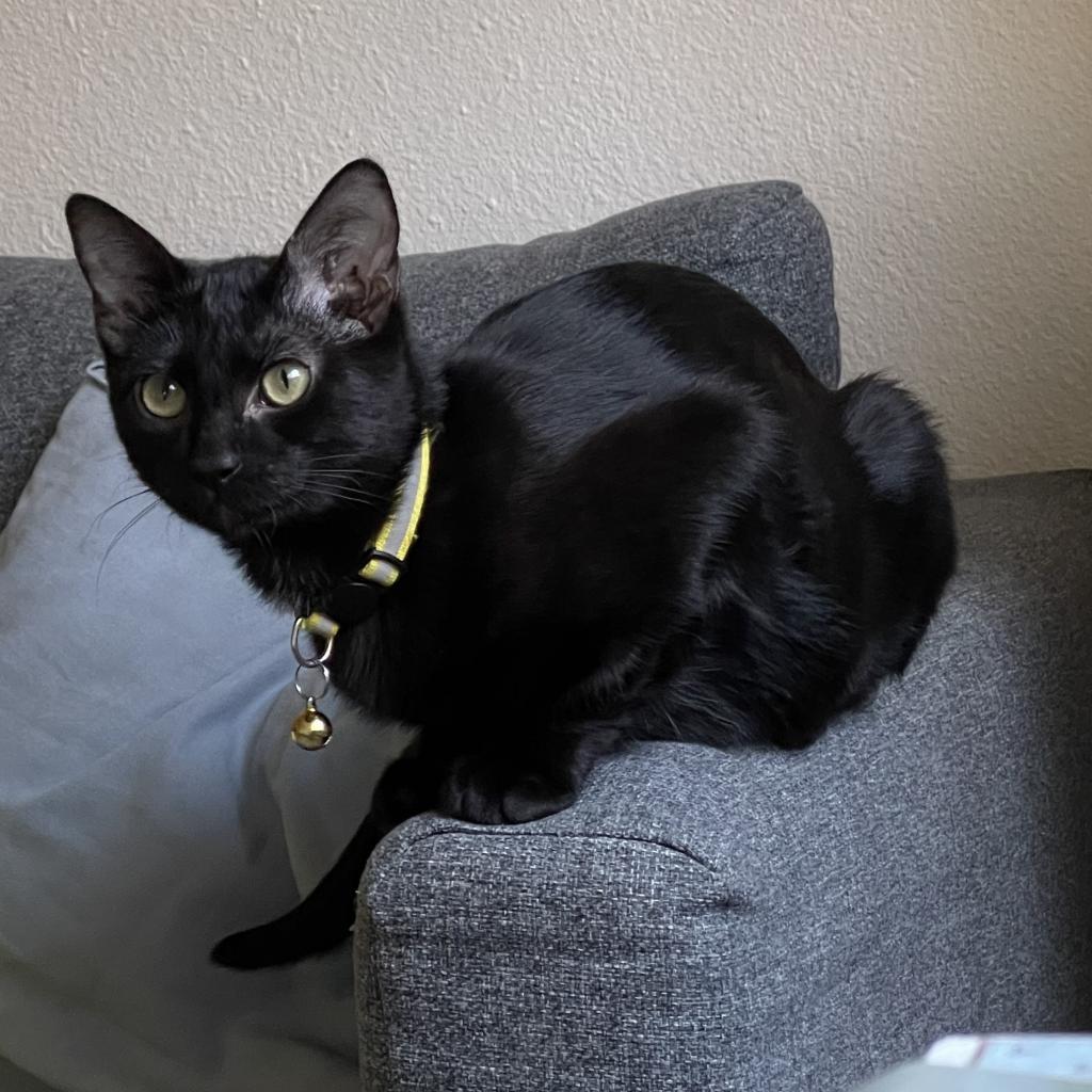 Joel, a Adoptable Domestic Short Hair in Leander, TX image 3/6