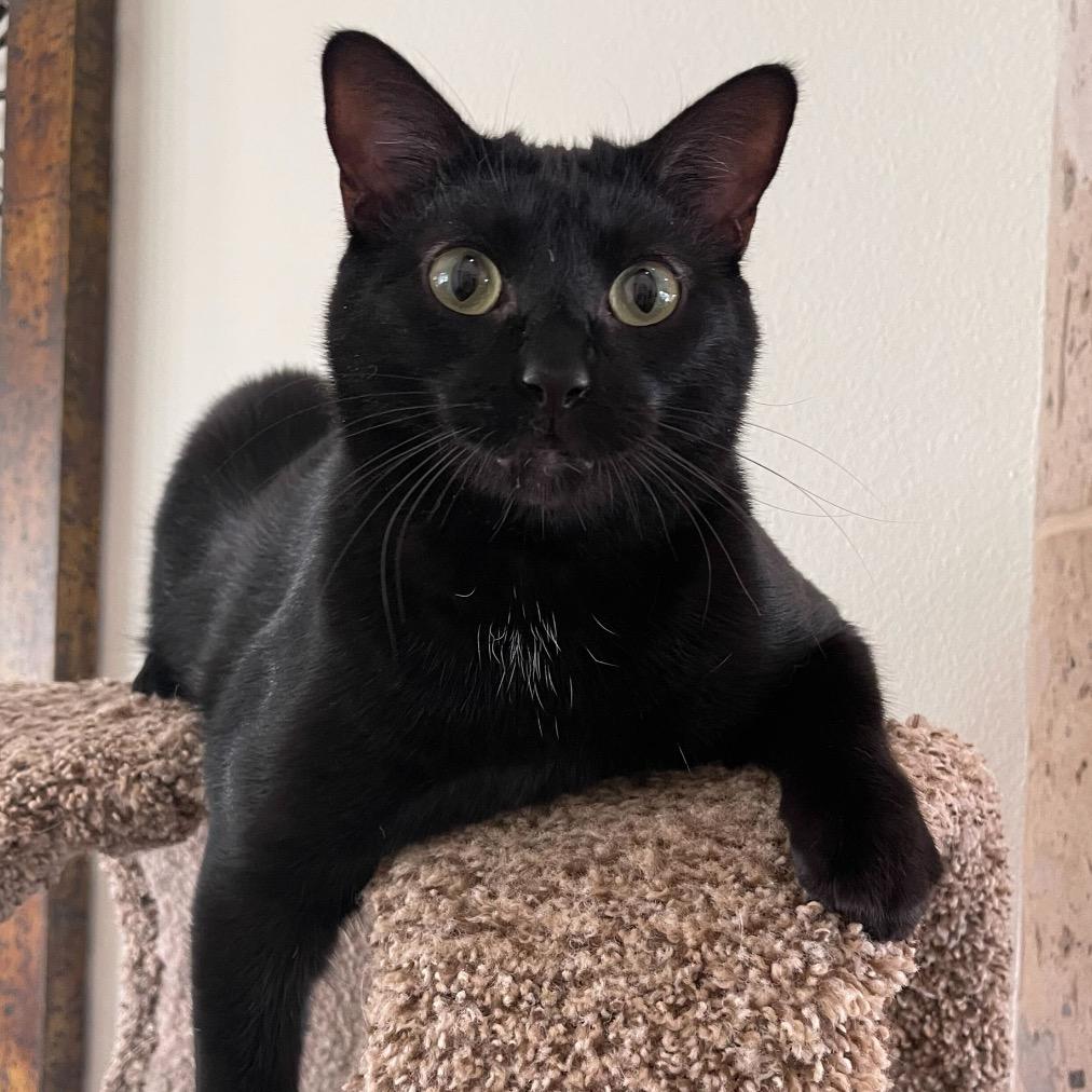 Joel, a Adoptable Domestic Short Hair in Leander, TX image 4/6