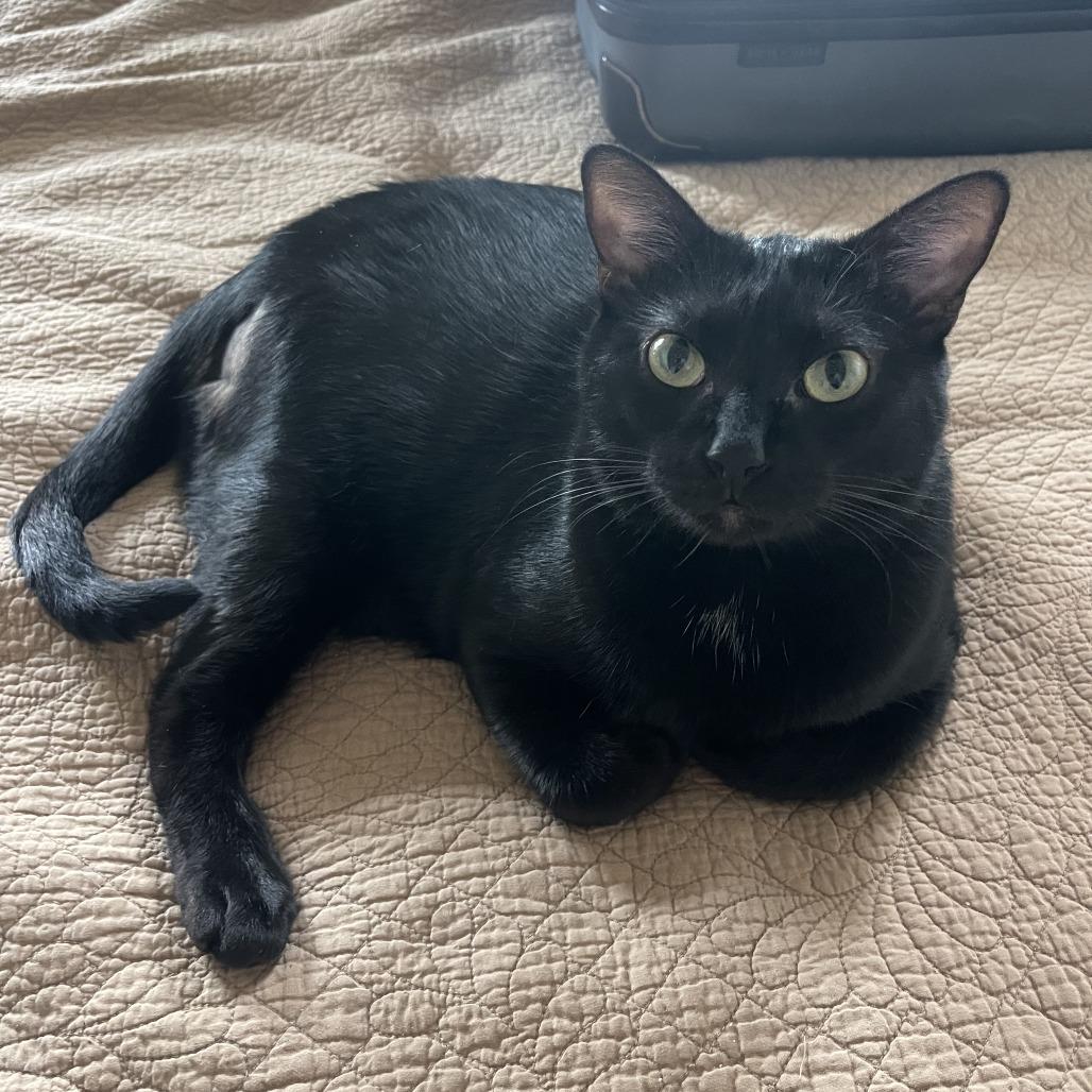 Joel, a Adoptable Domestic Short Hair in Leander, TX image 6/6