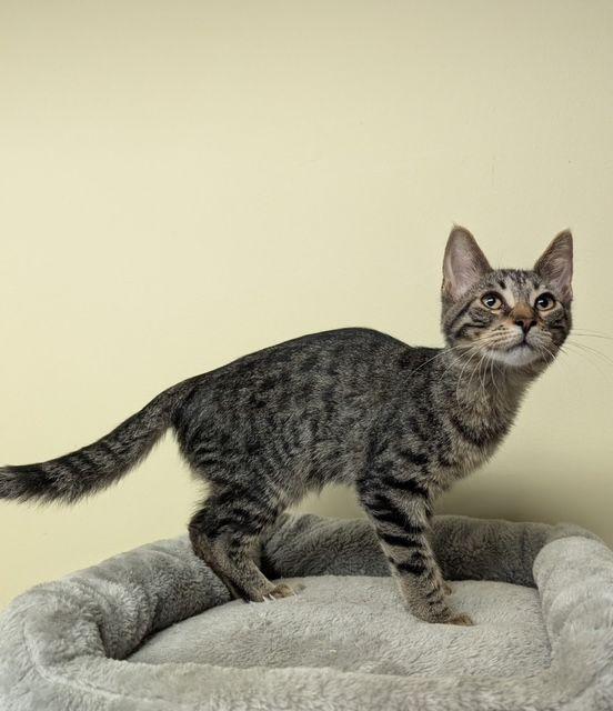 Enlarge Potsie, a Adoptable Domestic Short Hair in Lake Orion, MI image 1/1