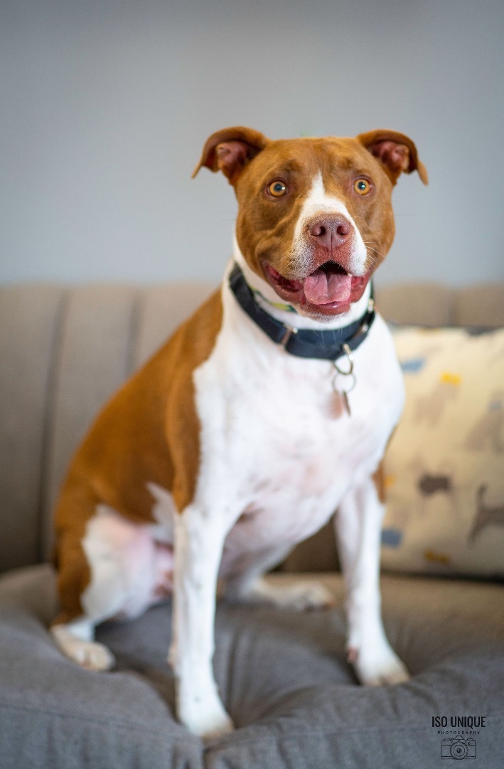 Sampson, a Adoptable mixed breed in Green Bay, WI image 1/8